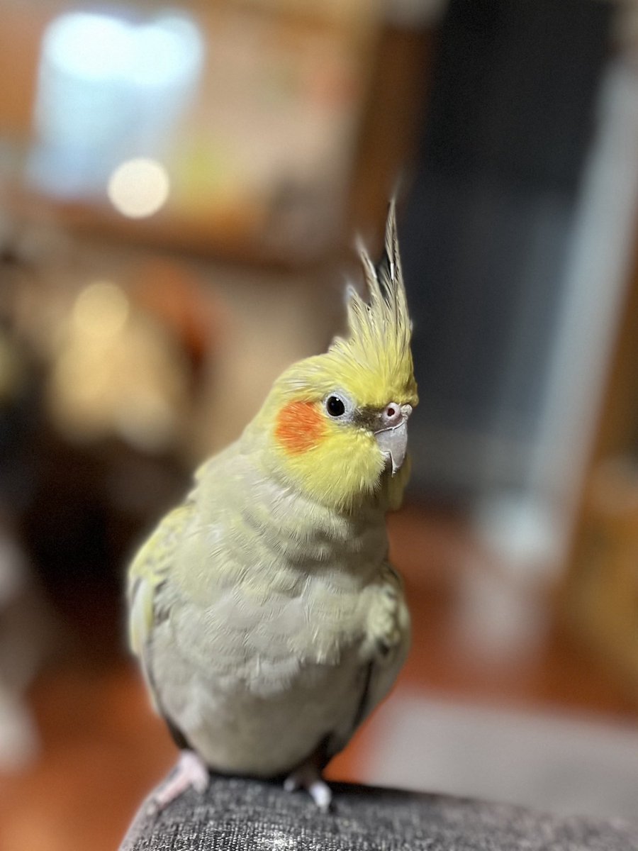 185cm_47's tweet photo. 【拡散希望】
東京都日野市上田付近で友人のオカメインコが迷子になってしまいました。
とても臆病な性格で飼い主以外の手に乗ることは基本ありません。逃げてすぐにカラスに襲われてしまったとのことですのでもしかしたら怪我をしているかもしれません。
保護の情報、また目撃情報などありましたら当アカウントまでご連絡お願いいたします。
 #拡散希望