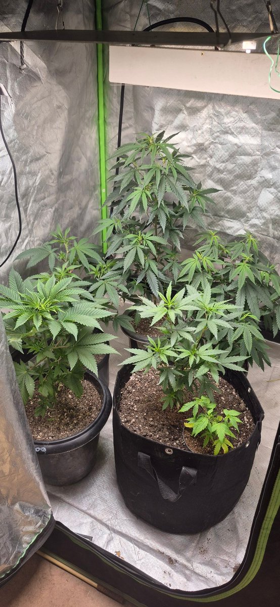 Legalize o Cultivo Caseiro 🍁 💚 🍁 💚