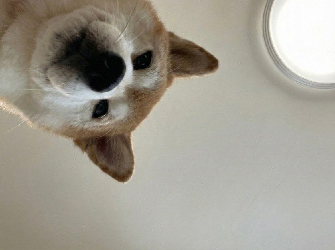 柴犬·͜·♡もも (@momonosekaiii) / Posts / X