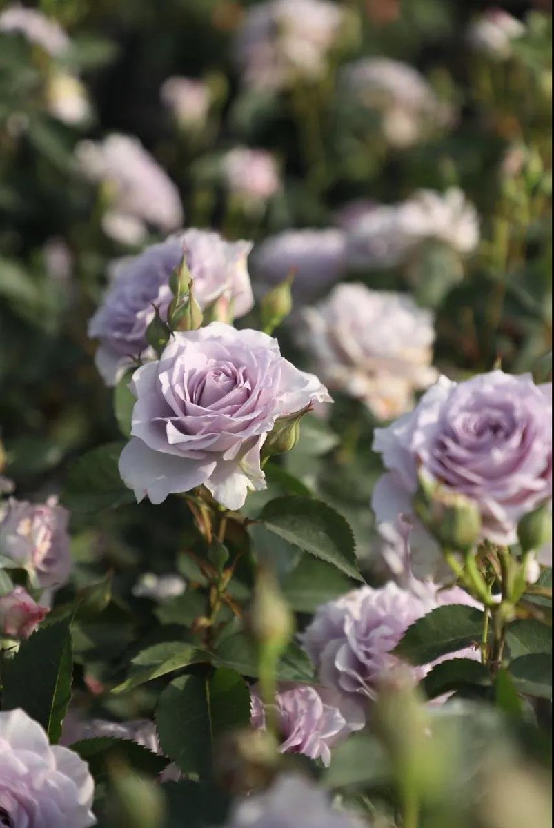 Ilinox's tweet photo. i need chinese to stop going so hard at naming colors LOL i was like "what color is 霁色?" and it's the sky clearing up... but also the name of this breed of rose

like yeah that sure is the color of the sky clearing up, but how do i say it briefly in english?? lavender?? https://t.co/A3p2Xu7XyP
