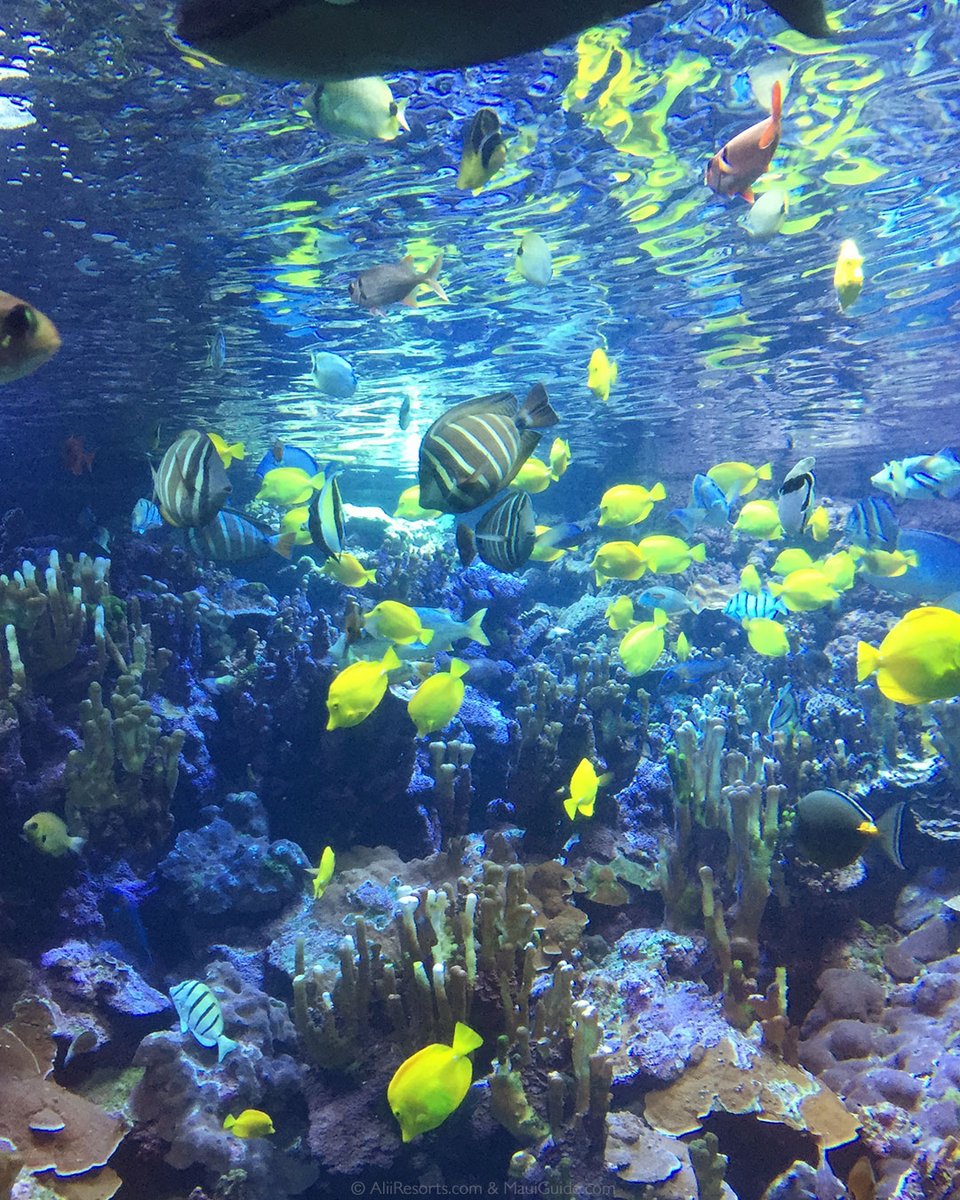 molokini's tweet photo. Have you been to the Maui Ocean Center? One of the best aquariums on EARTH! https://t.co/FHsatOLnwX