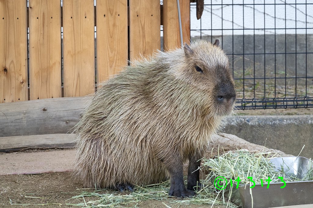 カピバラページ けろけろ (@capyanimal) / Posts / X