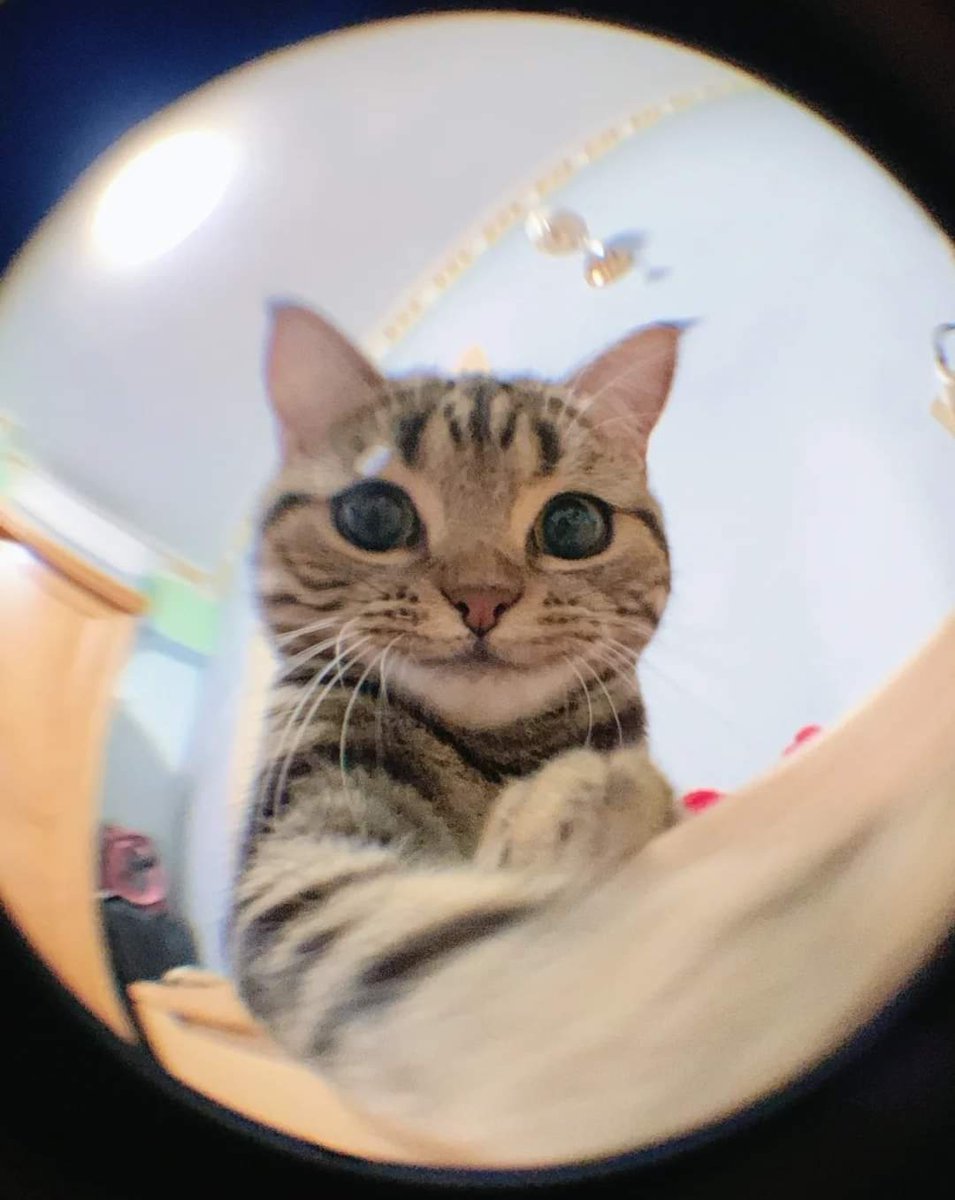 Miaw (@miaw) on Twitter photo 