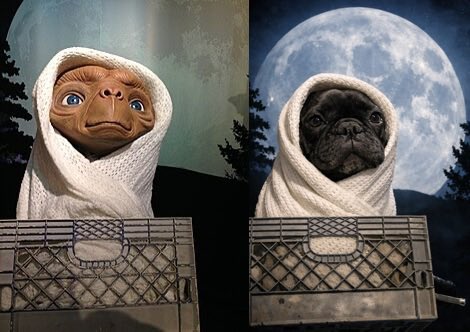 tofu20200718's tweet image. フレブルとETはやっぱり...

完全再現してみたら想像以上に本人だった🐶👽

#フレブル #ET #とうふちゃん