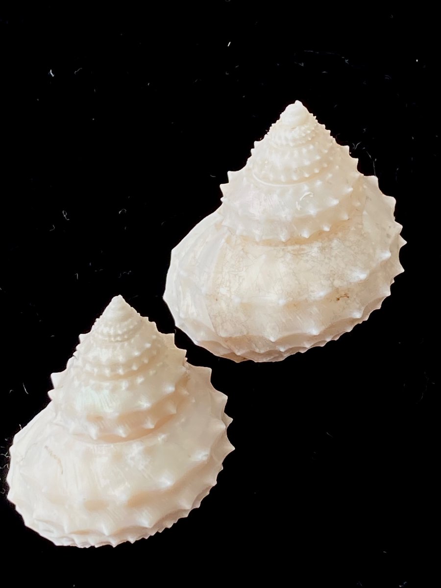 貝殻日和 (@uvYHeMSrf1DLWwf) / Posts / X