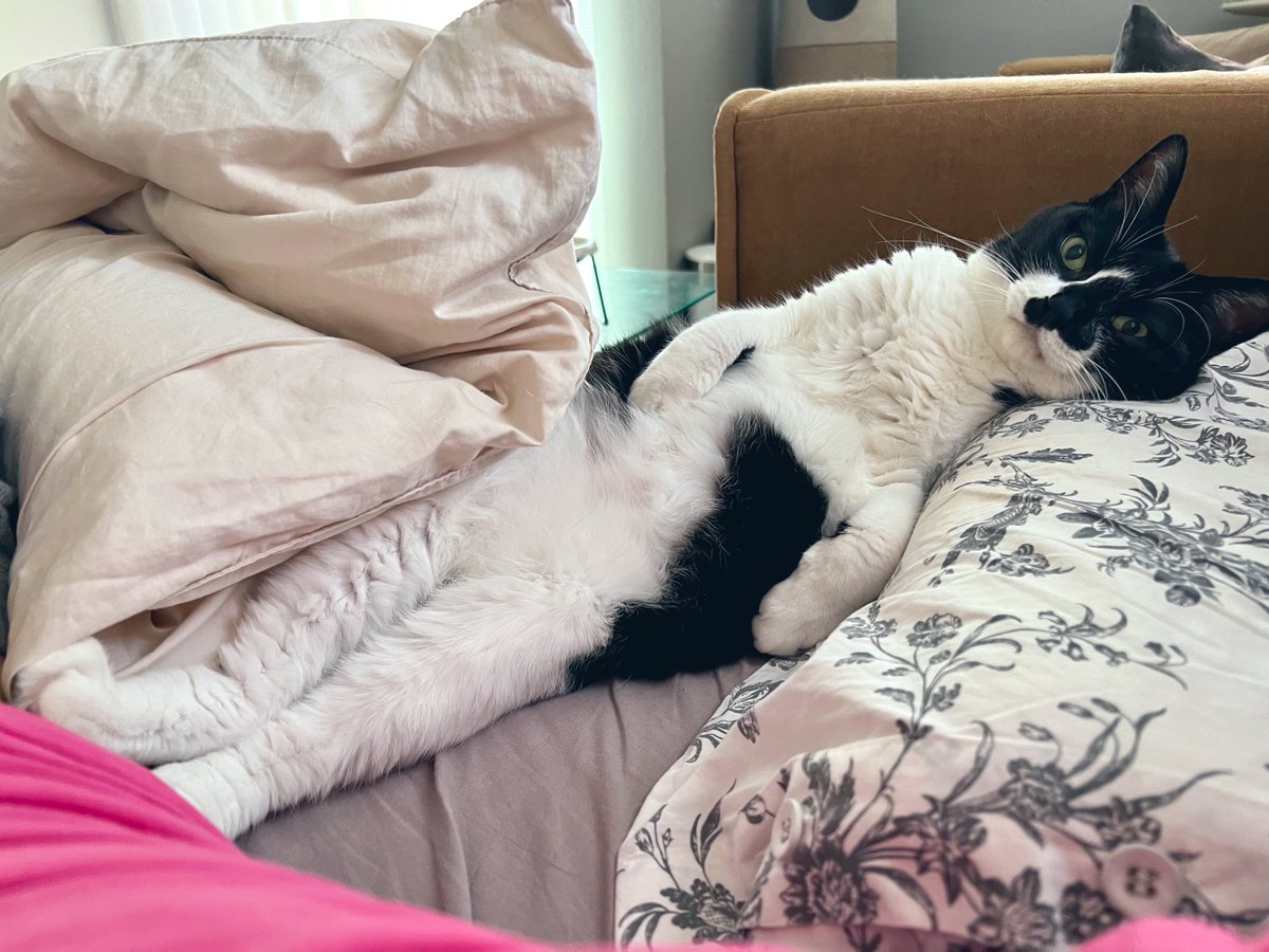 にゃー(飼い猫) (@Fl7m5NyhLHBzLcv) / Posts / X