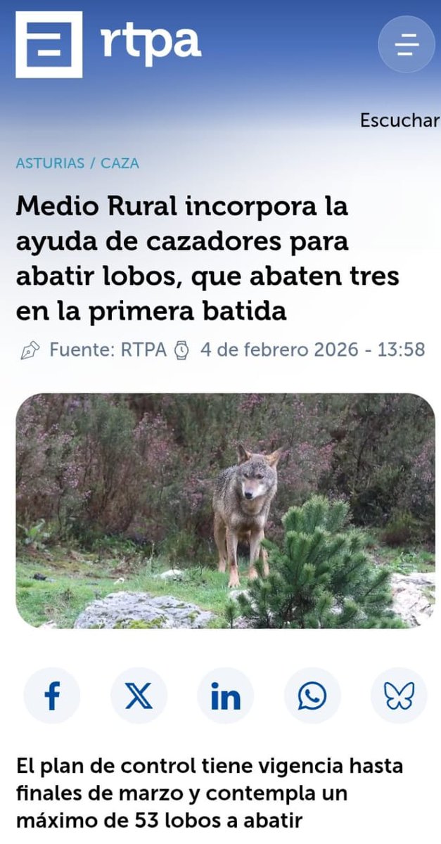 Marcoslrua's tweet photo. 🐺 1️⃣El eco de los disparos en el monte asturiano deja algo más que cifras: deja huecos en la naturaleza. Cada lobo abatido rompe equilibrios invisibles y alimenta un conflicto que parece no tener fin. 
https://t.co/FTC8sN6AFb https://t.co/jLVQGx6sVu