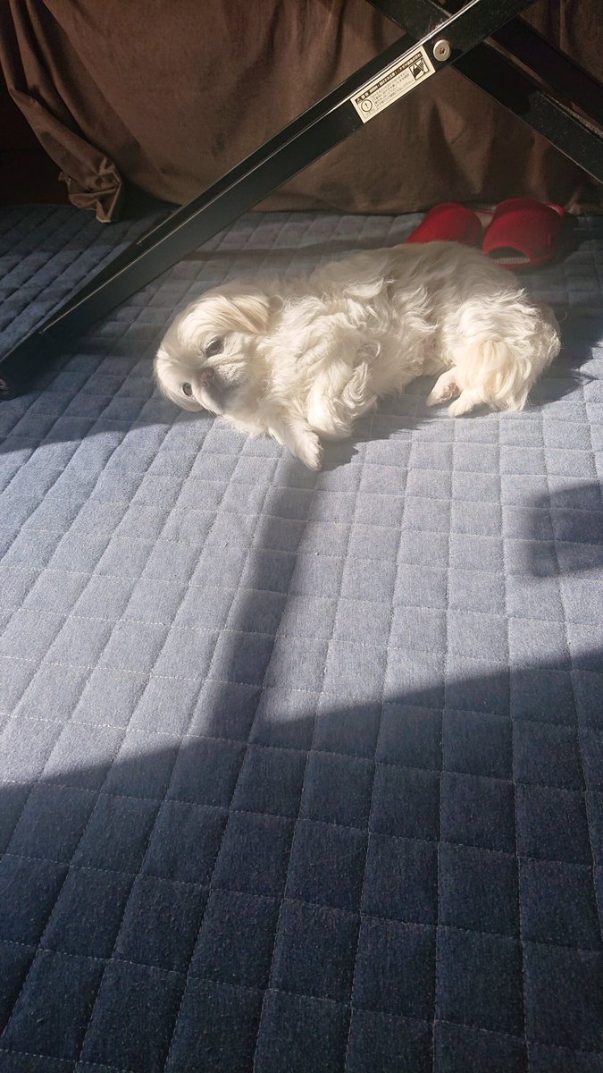 かおりん (@shiro0201_111) on Twitter photo 