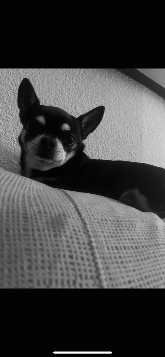 felicidades bebé 🕊️❤️🐾