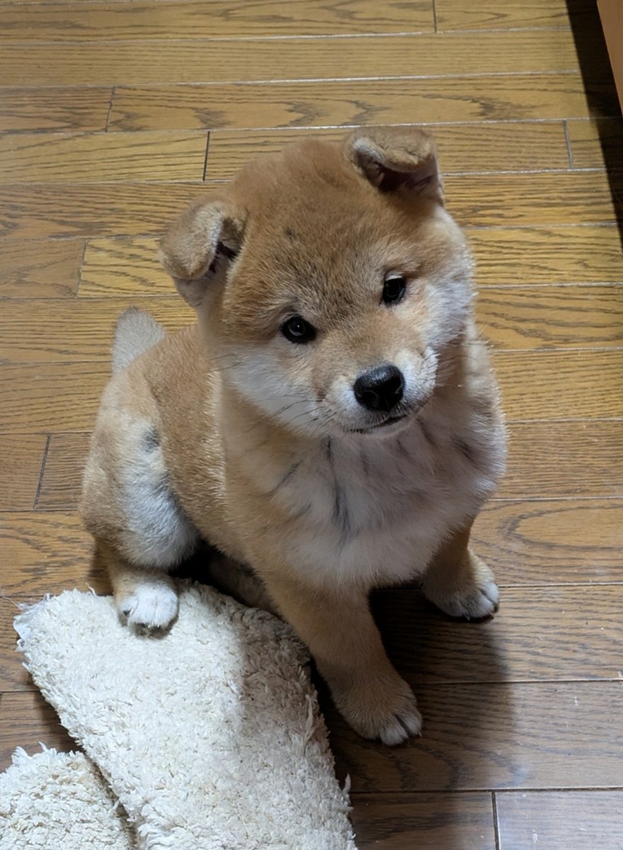 kaitakensya's tweet photo. おはようございます😃
ゆめちゃん、お座りを覚えました。
次は何を教えようかなぁ！ https://t.co/GWzpnWgbOa