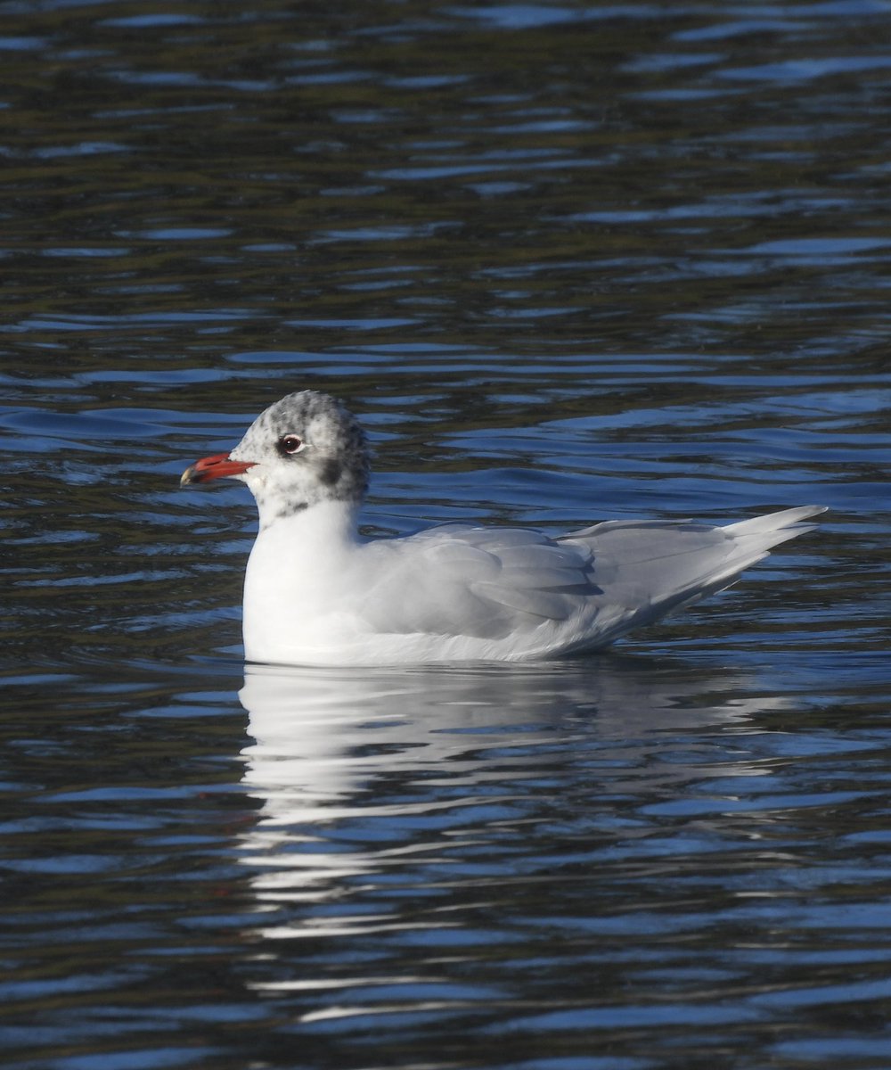 EdSurreyBirder tweet media
