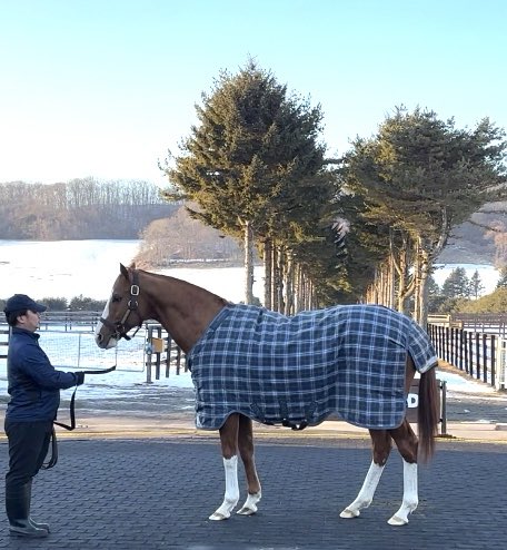 本日アロースタッド種牡馬展示会は10時から。快晴☀️このあと気温も上がる予報ですが温かな服装でお越し下さい。

現地に来られないかたはライブ配信にて是非ご覧下さい！

js-live.online/ArrowStud/Live…

写真は昨日のリハーサル。馬服も様々