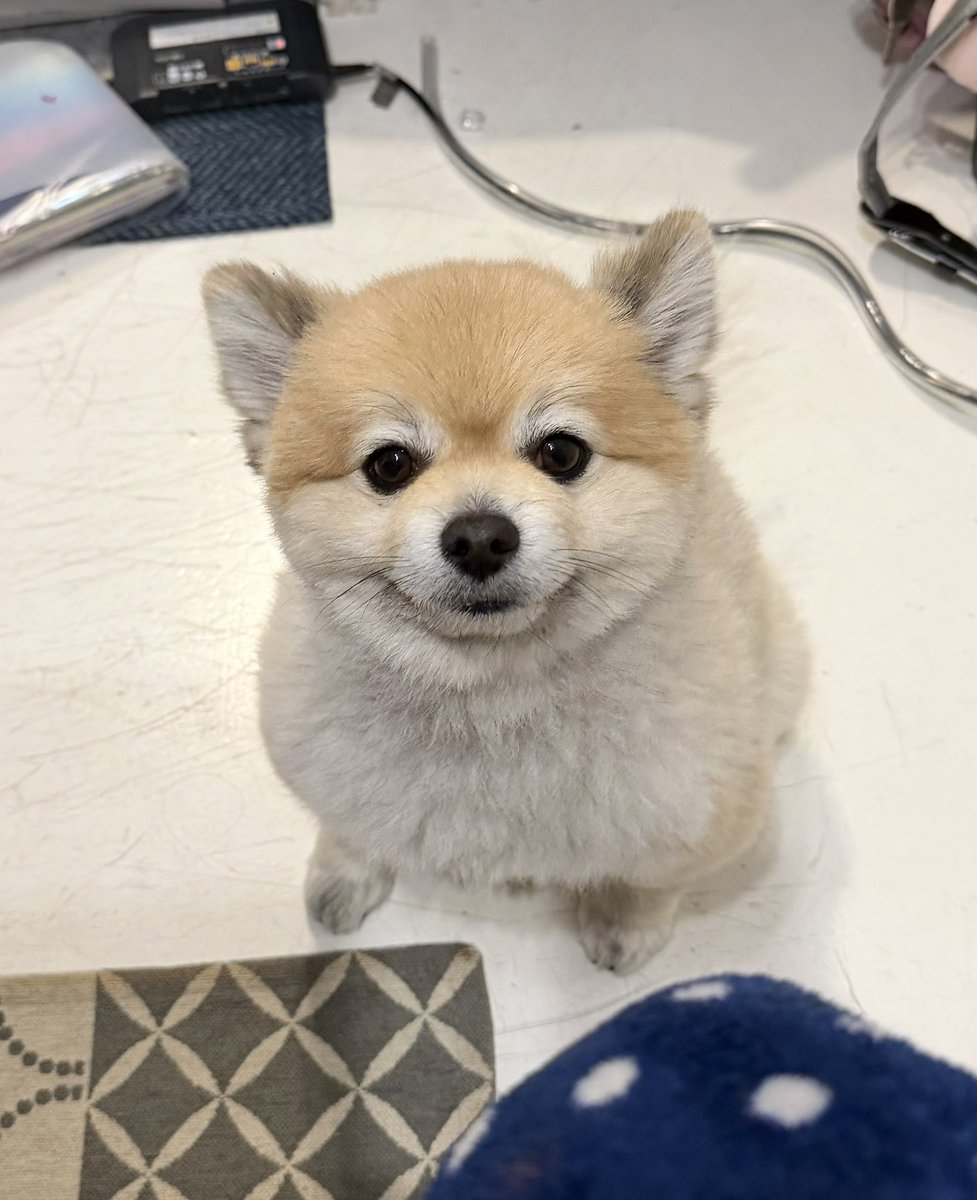 デカポメ🐶⛩️ポルくん🗼 (@AccessoryshopF) / Posts / X