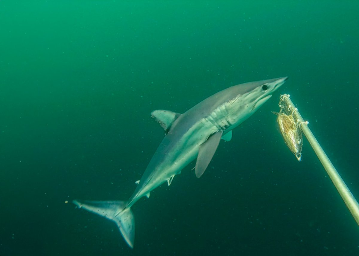 🚨Por primera vez: científicos peruanos usan técnica que revela información sobre montes submarinos del norte ► bit.ly/3LUWqsa

🦈Tiburones diamante fueron registrados en video por primera vez en nuestro país.