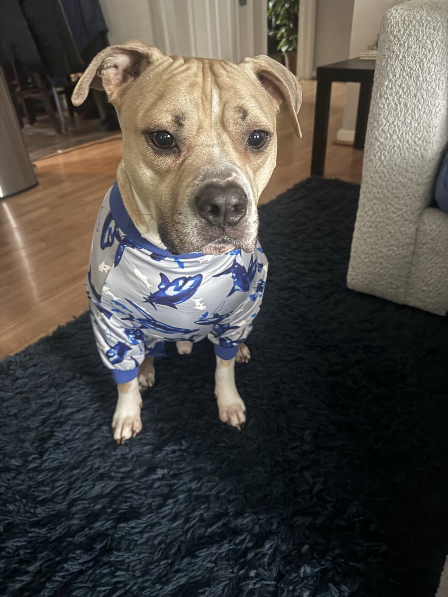 lisamawn's tweet photo. @dog_rates My Leo! 🤣🤣 https://t.co/R6eSdHxLBh