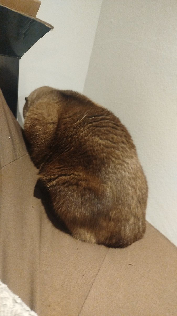 Mi gato dice que no escucha esta #COAC2026C6