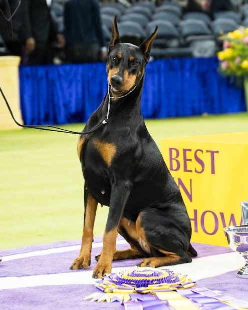 Way to go Penny!!! Historical moment!  Best in Show at the 150th Westminster!  Beautiful❤️