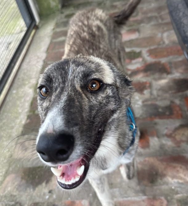 Rita sigue viva, pero sigue en el acceso al pueblo, cerca de una ruta nacional. Nadie preguntó por ella. No dejemos de difundirla 🙏🏼