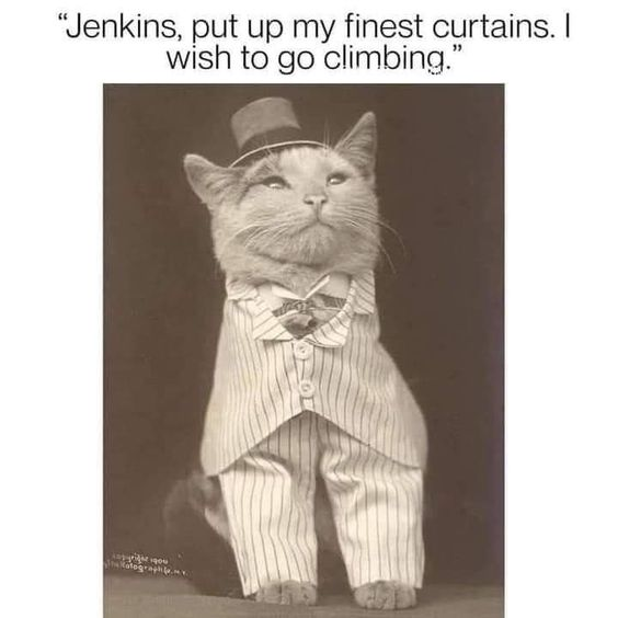 WholesomeMemes (@wholesomememe) on Twitter photo 