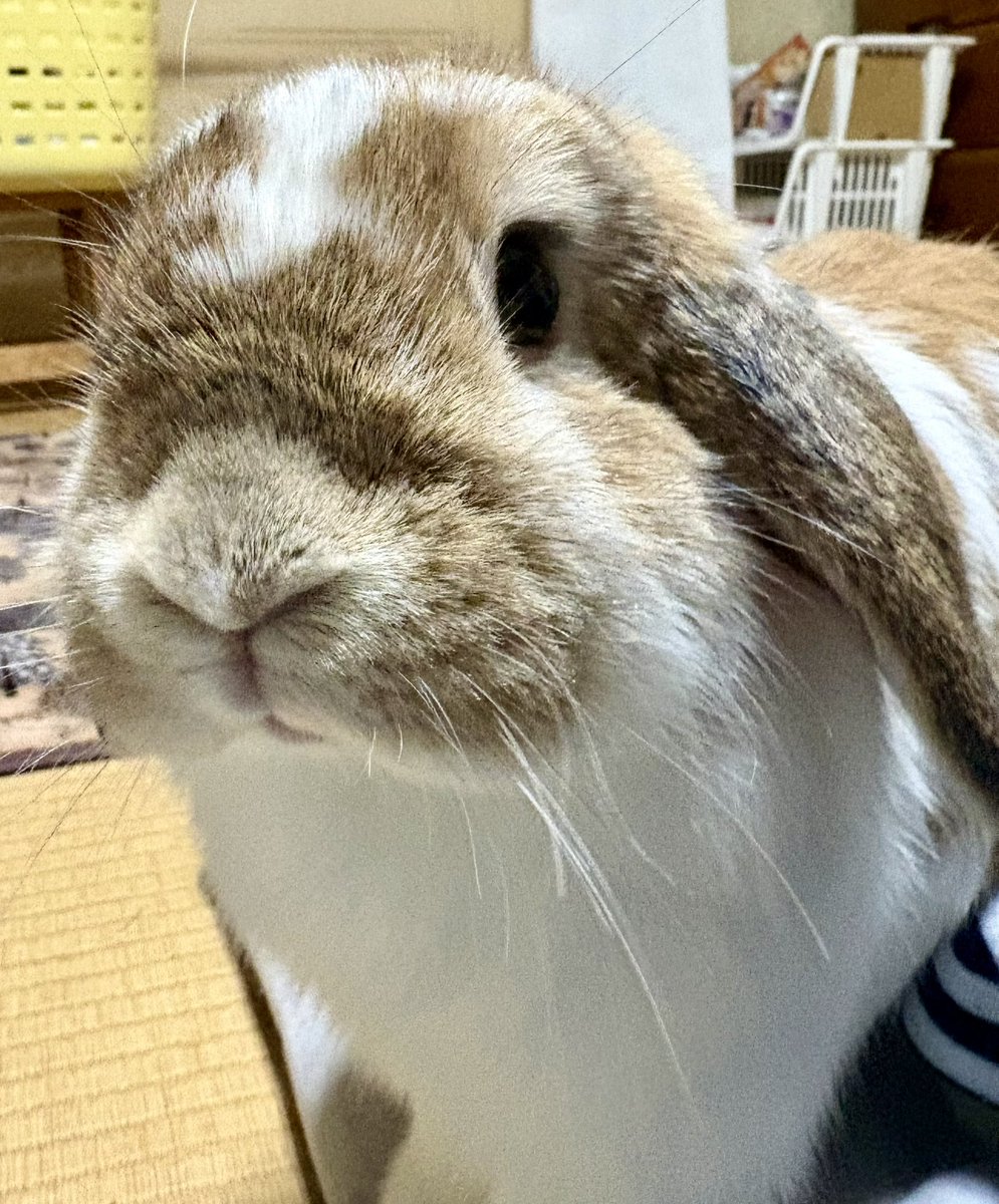 おはぽぽ☀️
🐰「お留守番〜？」
#うさぎ　#ホーランドロップ
