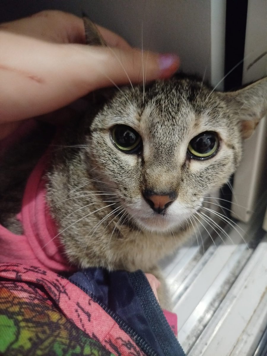 isaqora's tweet photo. OIIII gente!! eu nunca peço nada aqui, mas é um caso atípico (quem puder dar RT já ajuda)

Lady foi resgatada em dezembro, vivendo cerca de 2 anos nas ruas, tendo crias a cada cio. Por conta dos traumas da rua, Lady é uma gatinha muito nervosa e ansiosa. (+continua) https://t.co/ohT9tgUwa2