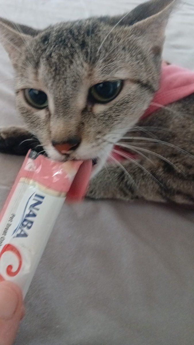 isaqora's tweet photo. OIIII gente!! eu nunca peço nada aqui, mas é um caso atípico (quem puder dar RT já ajuda)

Lady foi resgatada em dezembro, vivendo cerca de 2 anos nas ruas, tendo crias a cada cio. Por conta dos traumas da rua, Lady é uma gatinha muito nervosa e ansiosa. (+continua) https://t.co/ohT9tgUwa2