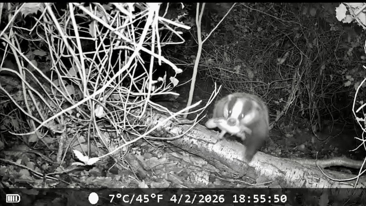 Tracy 🦊👣🦡🌸🌺🌳👩🏼‍💻 tweet media