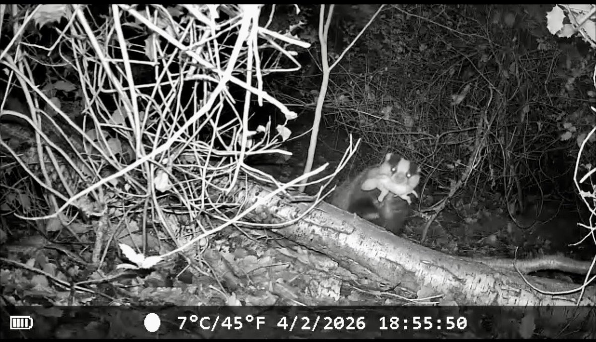 Tracy 🦊👣🦡🌸🌺🌳👩🏼‍💻 tweet media