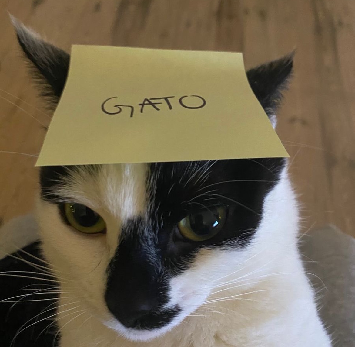 catsdotjpg's tweet image. 