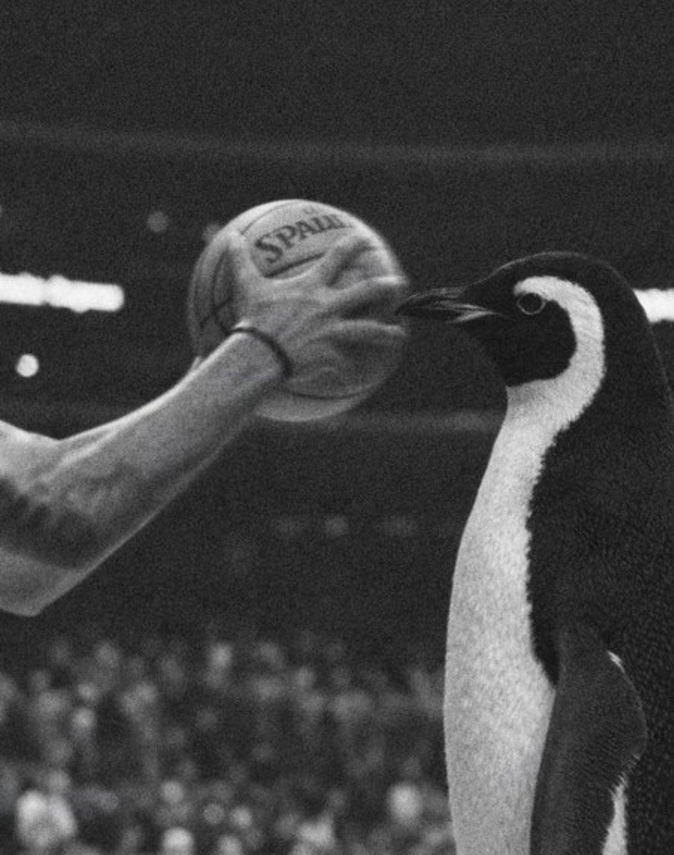 NietzscheanSol_'s tweet photo. The Penguin remains unfazed by it all https://t.co/gtUWOH4ysl