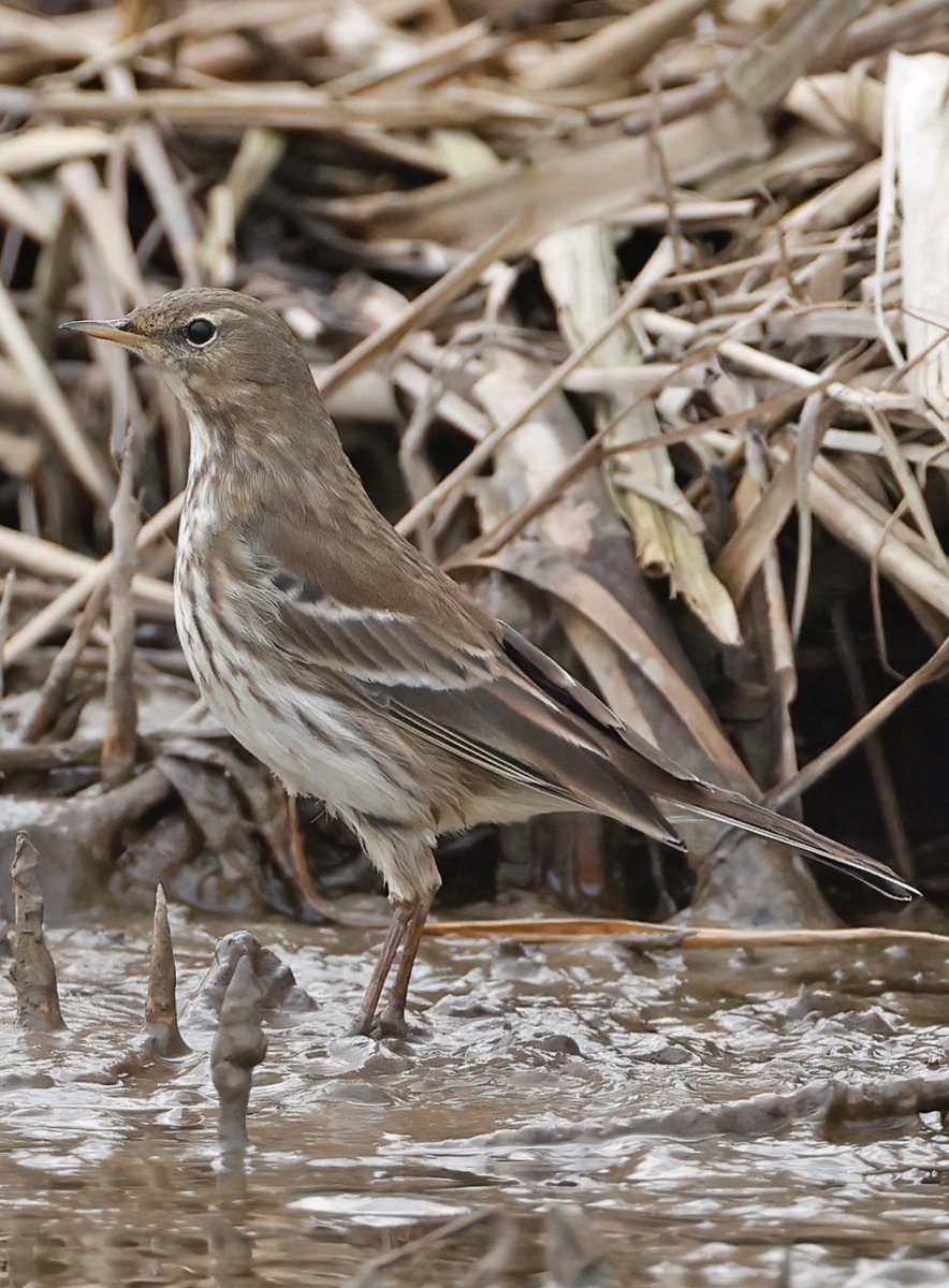 Jim Lawrence tweet media