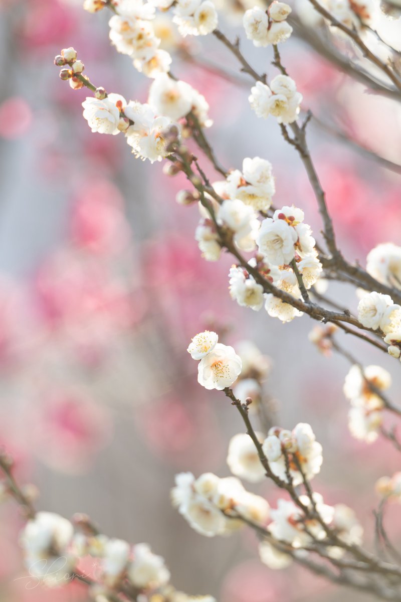 梅の花を愛でて