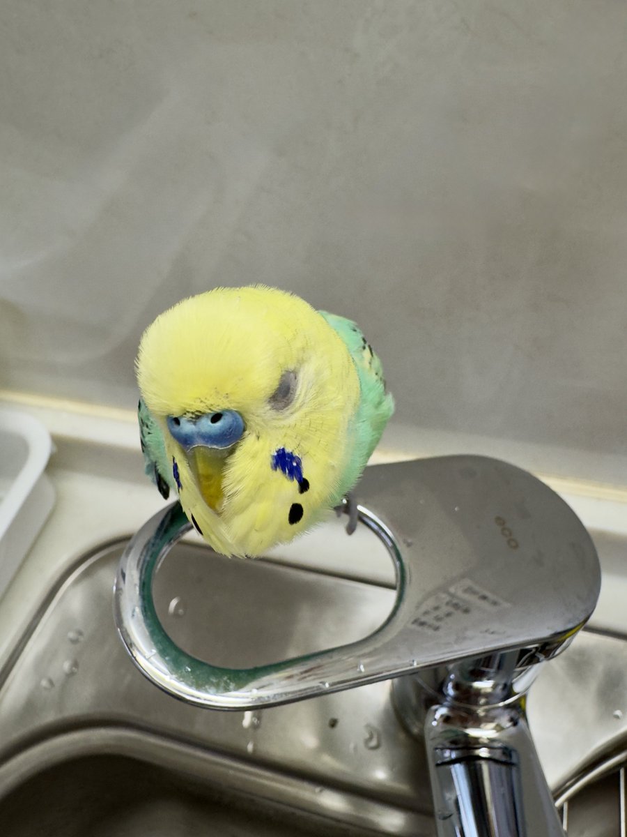 ひよこさん (@5a03a3) / Posts / X