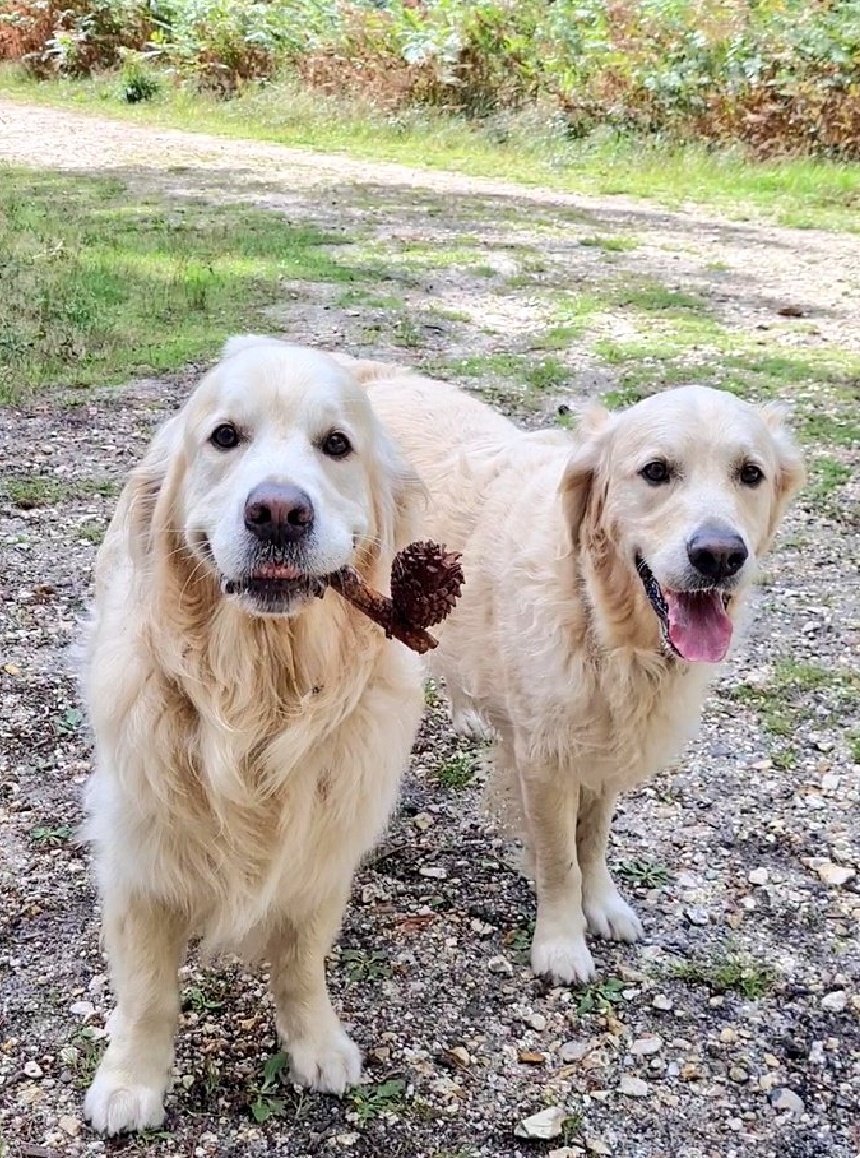 FurzeyRetriever's tweet image. Furzey's partial to the odd bowl of shag too👍