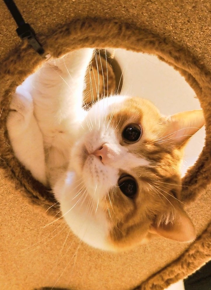 おちゃまる (@ochamarusan0126) / Posts / X