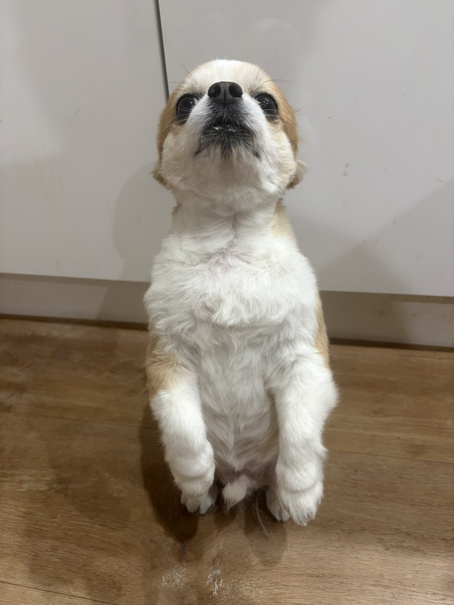 cozy_lariat's tweet photo. おはようございます。

このルックスといい、二本足で立てる特技といい、君はチワワじゃないな、本当は！？

でも可愛いから良いよ🙆！！ https://t.co/phhT9mtuvD