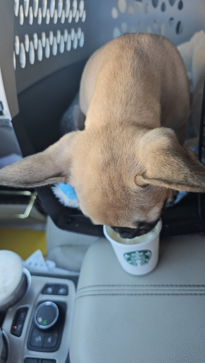 bencolsten's tweet photo. After her second round of shots, I thought it was only fitting to treat little Franny to her first @Starbucks #PupCup. Needless to say, she loved it. https://t.co/OxRI5sqWcj