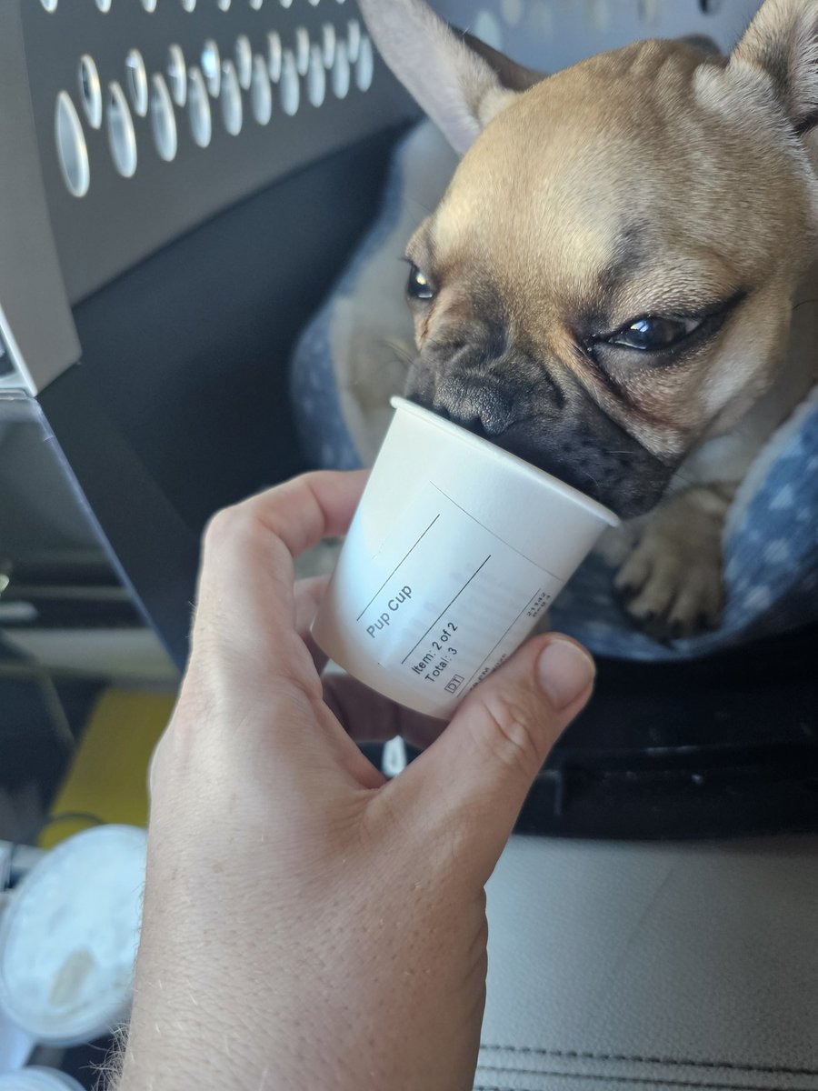 After her second round of shots, I thought it was only fitting to treat little Franny to her first <a href="/Starbucks/">Starbucks</a> #PupCup. Needless to say, she loved it.