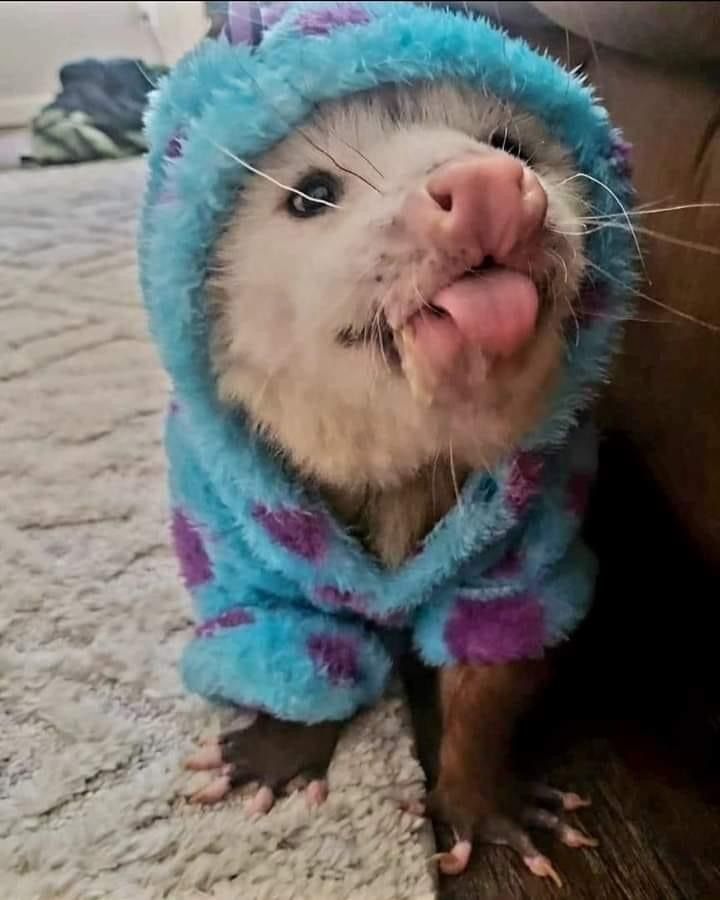 DeathPoss's tweet photo. Got my hoodie out for all the cold weather. https://t.co/ksOaf09NQa