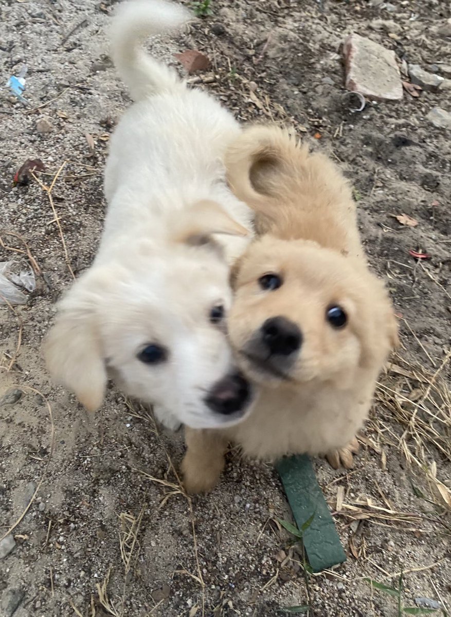 💖 (@twaniimals) on Twitter photo 