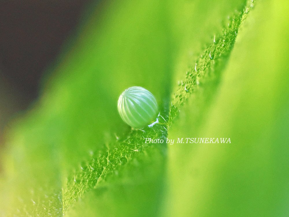 Photoinsect's tweet image. アカボシゴマダラの卵と産卵中のメス
昨年9月、岐阜県での撮影です。綺麗で好きなんだけど、外来種なのがねえって思ってるところです！
#アカボシゴマダラ