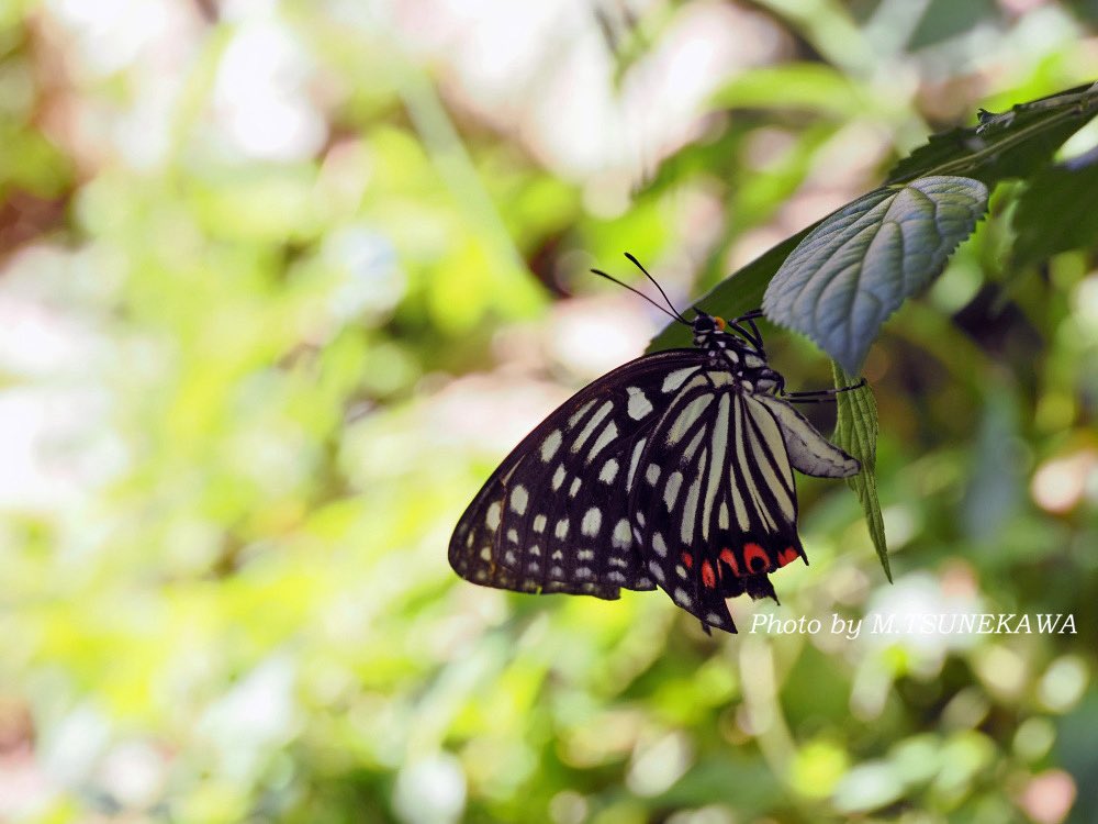 Photoinsect's tweet image. アカボシゴマダラの卵と産卵中のメス
昨年9月、岐阜県での撮影です。綺麗で好きなんだけど、外来種なのがねえって思ってるところです！
#アカボシゴマダラ