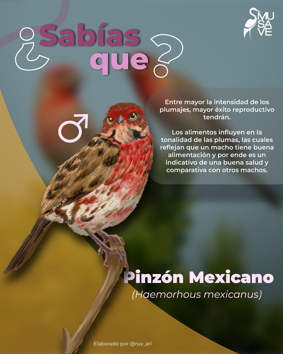 MuseodelasAves's tweet image. ¡Más intensidad más salud! 🐦✨

La intensidad de los plumajes de las aves les garantiza un mayor éxito reproductivo.

𝙼𝚄𝚂𝙴𝙾 𝙳𝙴 𝙻𝙰𝚂 𝙰𝚅𝙴𝚂 𝙳𝙴 𝙼É𝚇𝙸𝙲𝙾
𝙲𝙾𝙽𝙾𝙲𝙴𝚁 𝙿𝙰𝚁𝙰 𝚅𝙰𝙻𝙾𝚁𝙰𝚁 𝚈 𝙲𝙾𝙽𝚂𝙴𝚁𝚅𝙰𝚁
#musave #birding #birdwatching #bird #aves #cortejo