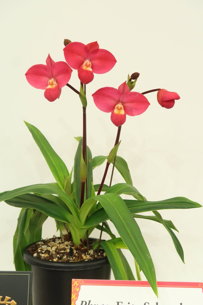 （株）東京オーキット・ナーセリー tweet media