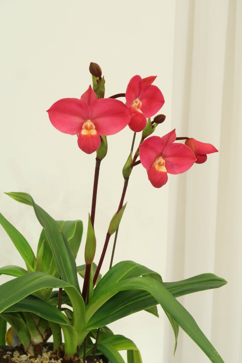 （株）東京オーキット・ナーセリー tweet media