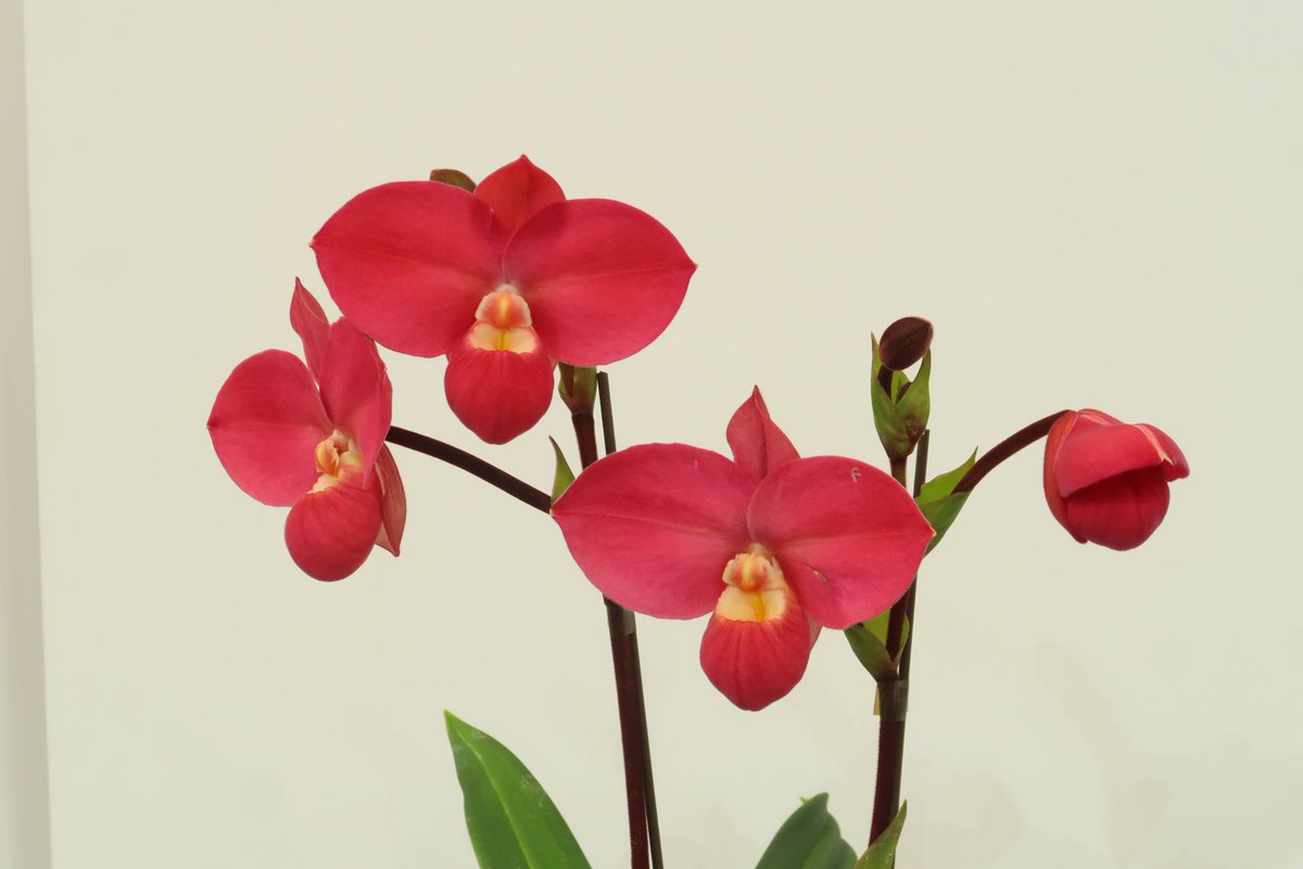 （株）東京オーキット・ナーセリー tweet media