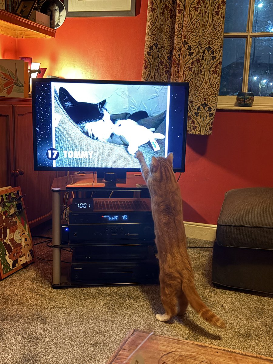 ChrisSexton💙 tweet media