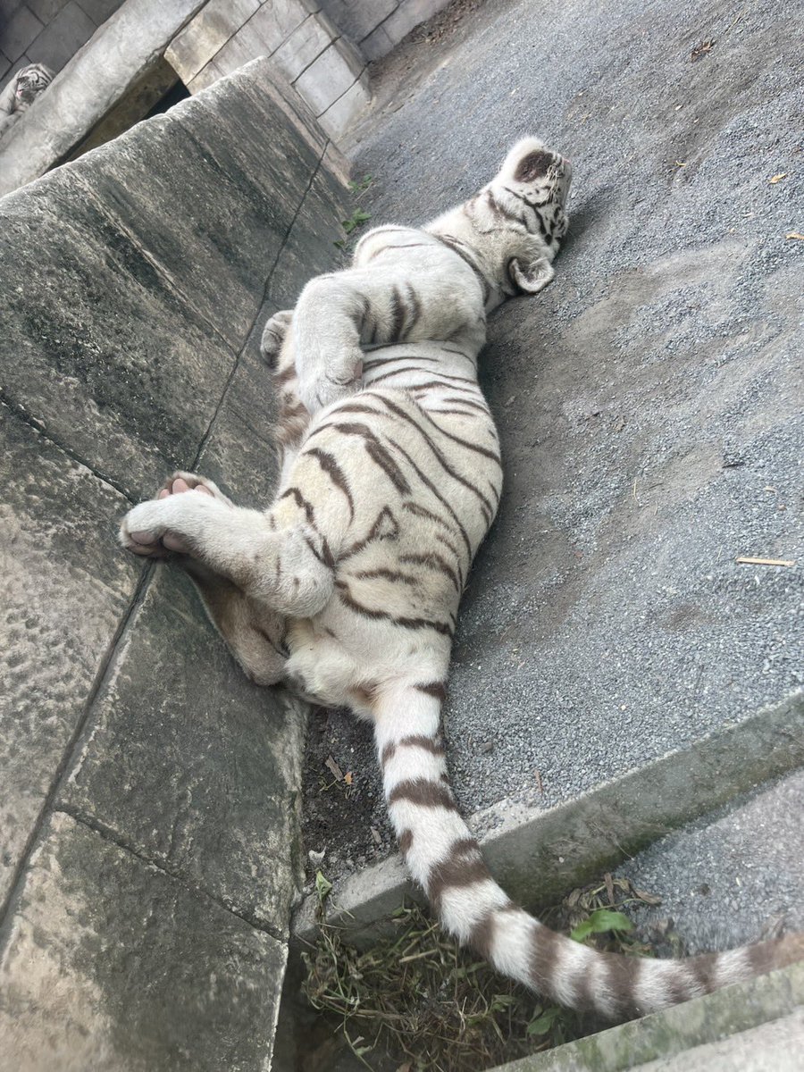 東武動物公園【公式】 (@tobuzoo_info) / Posts and Replies / X