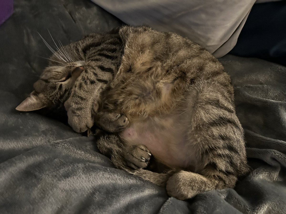 TheMSMaven tweet media