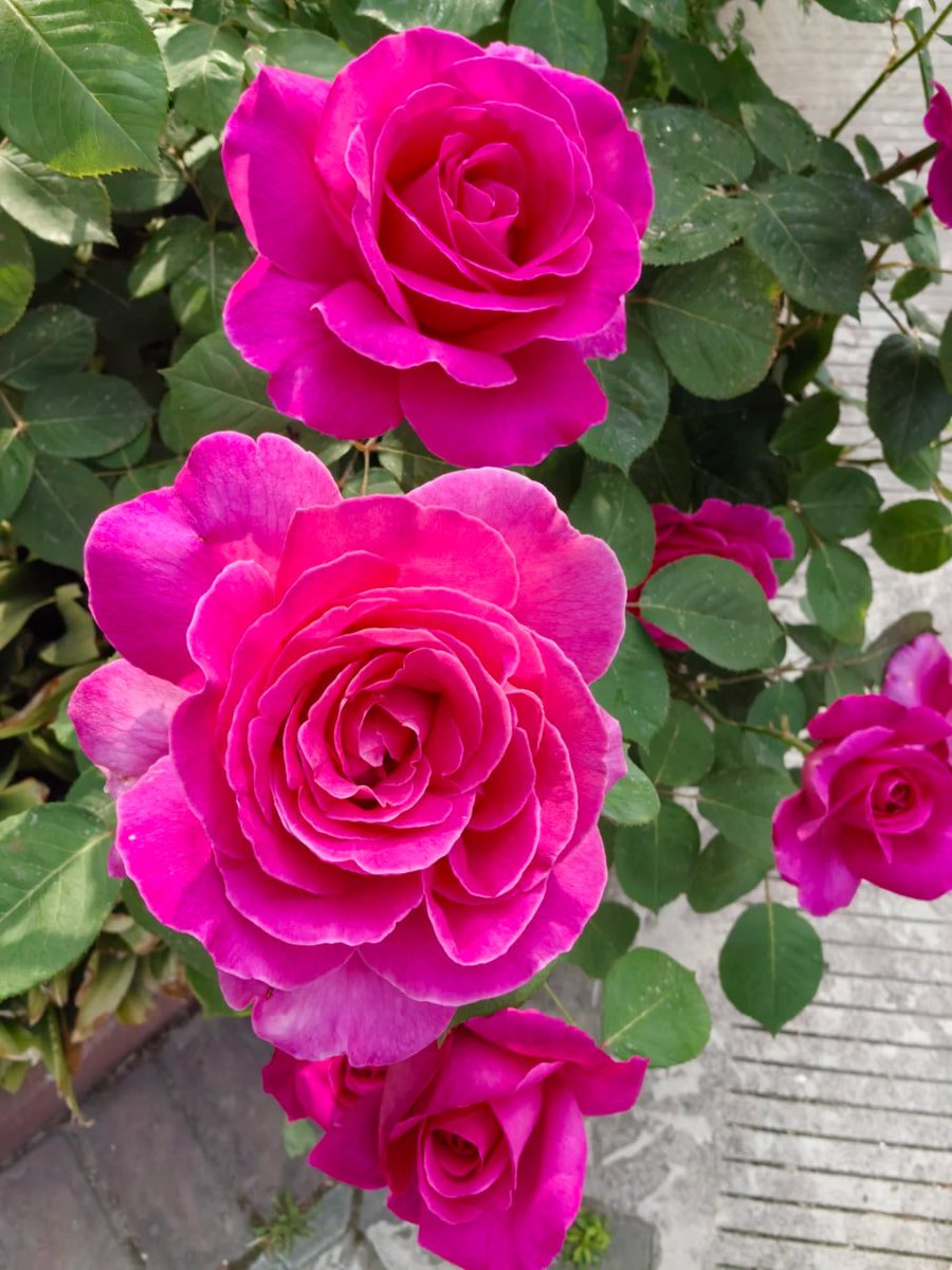 ManfulManda's tweet photo. In a world full of trends, I choose to remain a classic. There is something timeless about a rose in full bloom. 🌹✨ #NatureLover #Roses #GardenAesthetic https://t.co/IDE23vLA6L